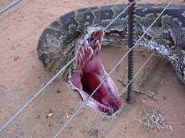 ……….more snake poems——–> - via Daymix