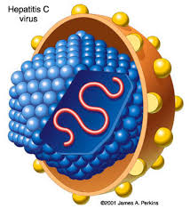 http://www.losmicrobios.com.ar/microbios/imagenes/hepatitis%2520C%25201.jpg