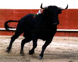 toro
