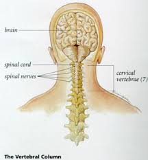 http://www.clinictherapy.com/userfiles/173406/image/cons1_16_11.jpg