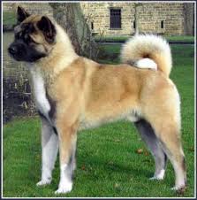   Akita   Puppies