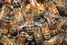 Do bee do bee do - via Daymix