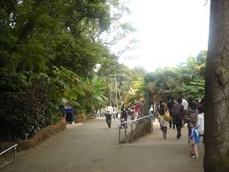上野動物園の画像4