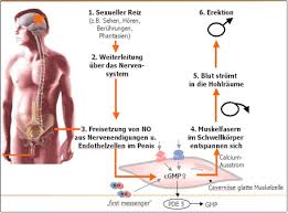 Mechanismus der Erektion