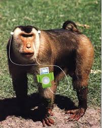 Either you or the  monkey   would have    