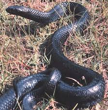 coral snake, - via Daymix