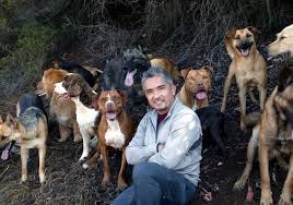 Dog Whisperer Seminar - via Daymix