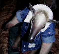 South American anteaters