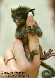 vampire monkey - via Daymix