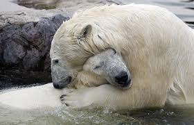 Polar bears Bill, right, - via Daymix