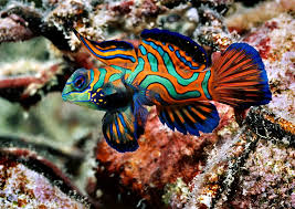 Blue mandarin (Synchiropus