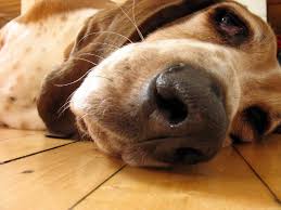 Send us your Basset Hound picture or