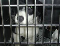 Adopt A Forgotten  Shelter Animal  