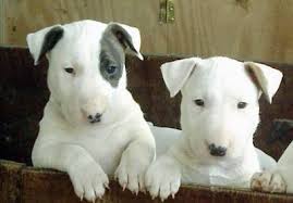 english  bull   terriers puppies