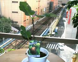 この小さな膨らみが蕾なんだと