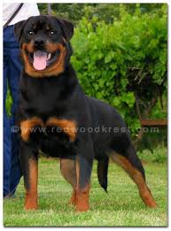 USRC Foothills Rottweiler Club Best