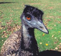 076-Aus-emu