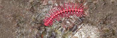 Pink Dragon Millipede pink millipede