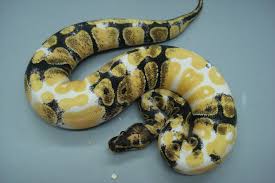 1-0-0 ball python - via Daymix