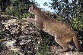 Mountain Lion Pictures Scientific