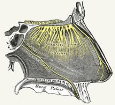 Another  focal neurological 