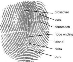Fingerprint Samples &amp; How to - via Daymix