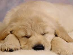 The first is an adorable puppy