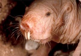 naked-mole-rat