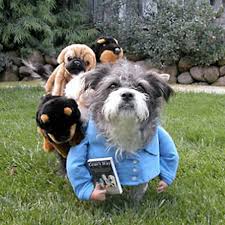 is The Dog Whisperer, - via Daymix