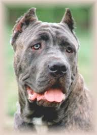   cane corso cane corso   breeder  cane      