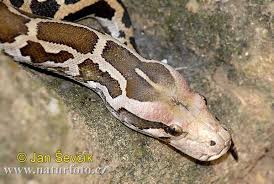 tygrovitá (Python molurus) - via Daymix