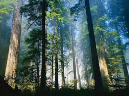 The Royal Forest Of Dean Site - via Daymix