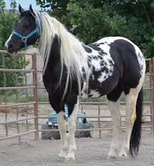 part of the Arizona Paint Horses