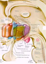 The Hypothalamus