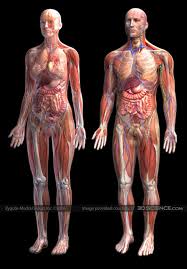 Male and  Female Anatomy   System    