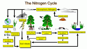   Nitrogen Cycle  