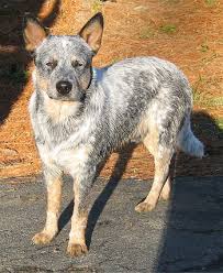   Australian Cattle Dog   Puppies for    
