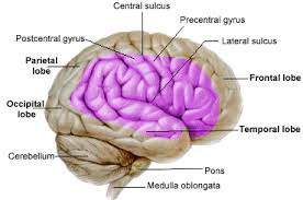http://www.le.ac.uk/pa/teach/va/anatomy/case3/braina1.gif