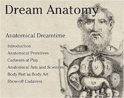 Image <b>Dream</b> Anatomy: Anatomical Dreamtime Picture