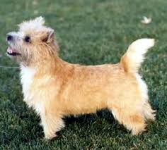 The  Cairn   Terrier is a sensible