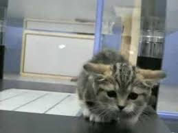短足の画像3