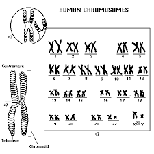 Human Chromosomes - via Daymix