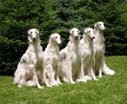 VIDEO x26quot Circle Of Life x26quot our  Borzoi      