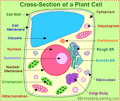 Plant  cell   anatomy