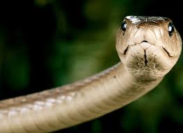 Black Mambas have been blamed - via Daymix