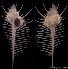 Murex Murex  pecten pecten  