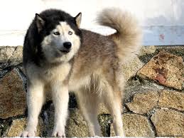 Dog wallpaper 39