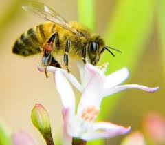 bees - via Daymix
