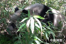 中新网成都5月21日电(赵志龙杨