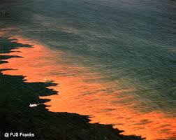 For Educators This  red   tide    
